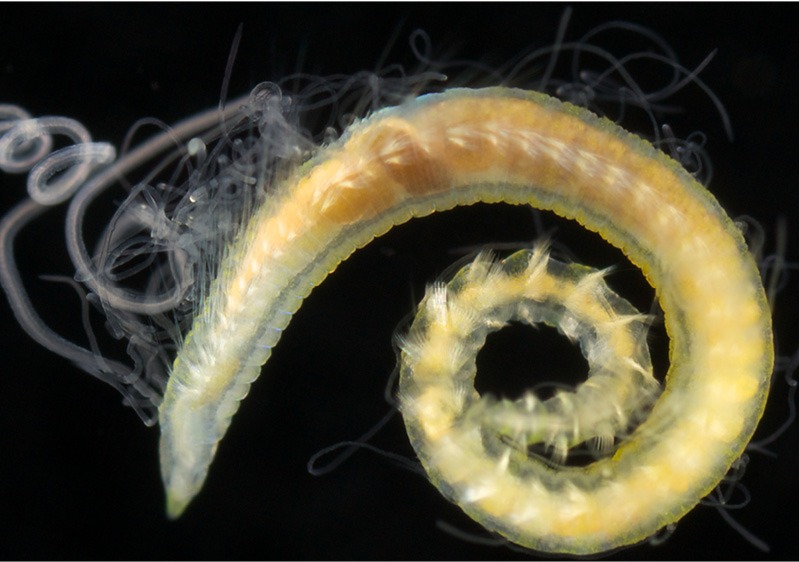 POLIQUETAS desempenham papel fundamental nos mares WhatsApp Image 2025 10 31 at 18.11.53